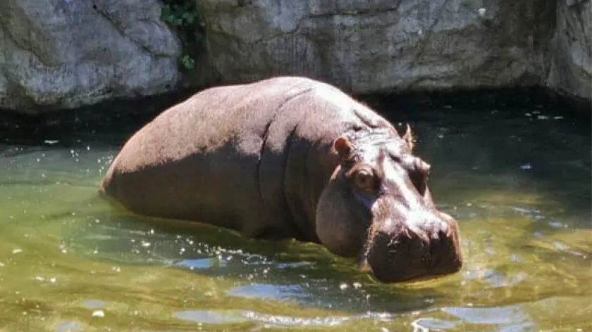 Alipore Zoo: আচমকাই 'জলবন্দি জীবনযাপন' শুরু জলহস্তির! স্বাস্থ্য নিয়ে উদ্বিগ্ন চিড়িয়াখানার কতৃপক্ষ