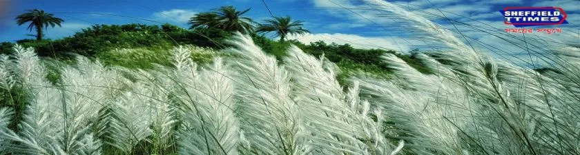 দুর্গাপুজো থেকে বিশ্বকর্মা পুজো কাশফুলের প্রতি বাঙালি এতো আবেগপ্রবন কেন?