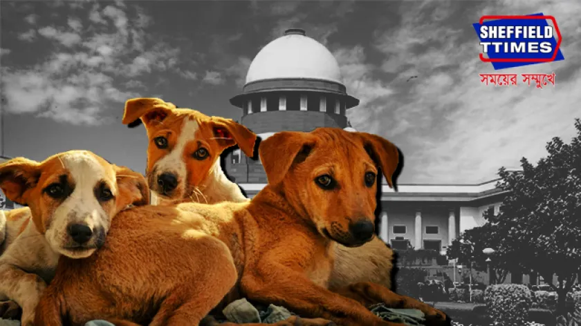 Street Dogs: পথকুকুরদের নিয়ে শীর্ষ আদালতের রায় পুনর্বিবেচনা করা হোক! চিঠি ৫০ হাজার পশুপ্রেমীর