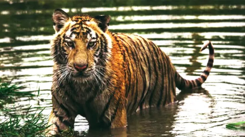 Tiger: দেশে মোট বাঘের সংখ্যা কত? মঙ্গলবার শুরু হল সারা ভারত সহ সুন্দরবনের 'বাঘ-গণনার' কাজ