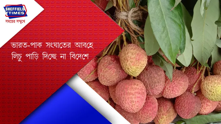 Lychee : লিচু চাষে লোকসানের মুখে চাষিরা