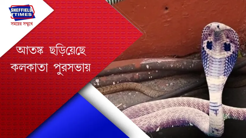 Kolkata Municipality: কলকাতা পুরসভায় দেখা মিলেছে ‘বিষহরির’