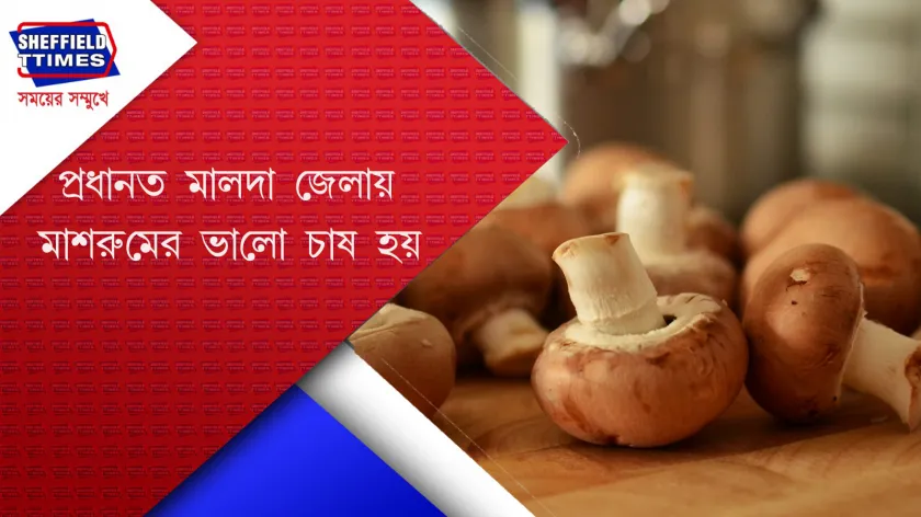 Mushroom : বাংলার যেকোনো পরিবেশেই মাশরুম চাষ হতে পারে