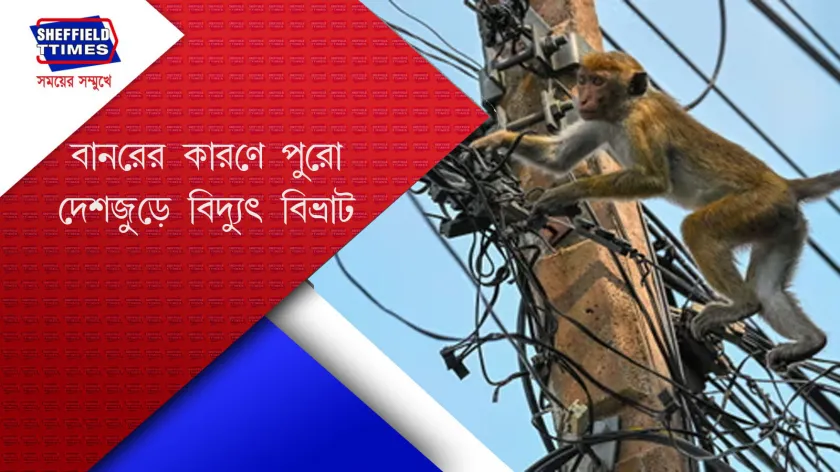 Sri Lanka : পাওয়ার গ্রিডে বাঁদর