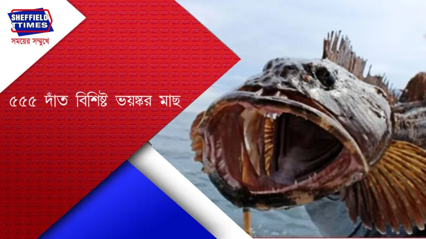 Research: মানুষের মতো দাঁত রয়েছে এই বিস্ময়কর মাছের