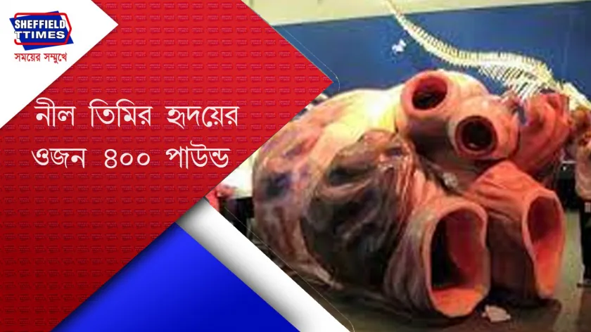 Blue whale : পৃথিবীর সবথেকে বড় হৃদয় কার ? 