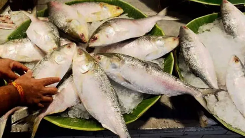 ইলিশ