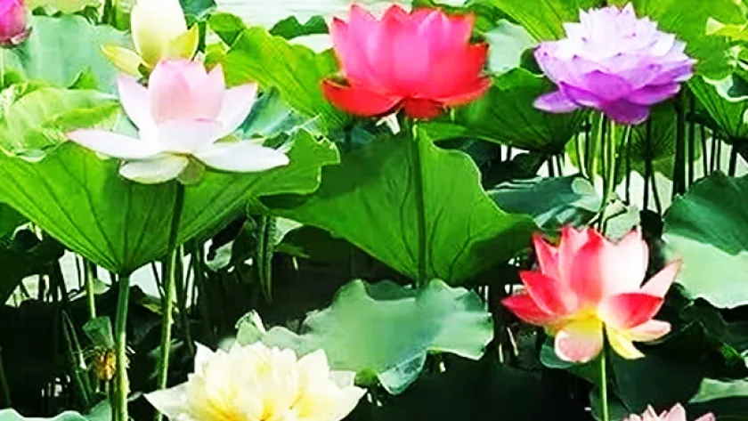পদ্ম