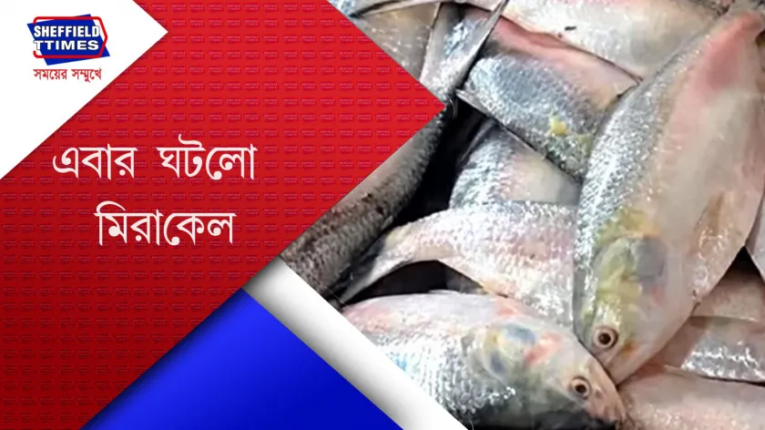 Hilsa : এবার দামোদর নদীতে পাওয়া গেলো ইলিশ 