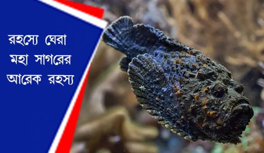 Stonefishes : মাছের সামান্য স্পর্শে মৃত্যু ঘটতে পারে মানুষের