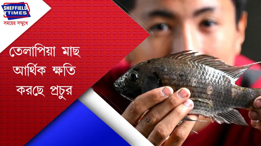 Thailand :  তেলাপিয়া মাছ নিধনে নামলো থ্যাইল্যান্ড 
