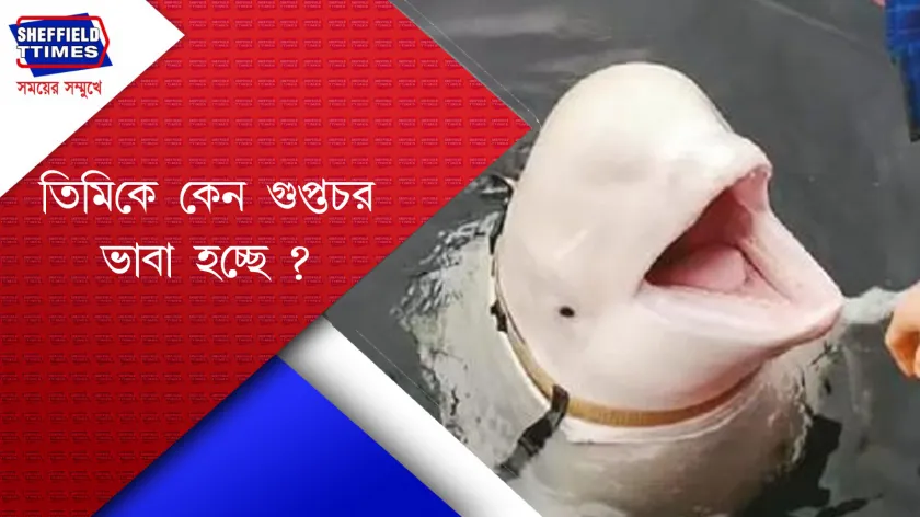 International News :  রাশিয়ার গুপ্তচর তিমির রহস্যজনক মৃত্যু