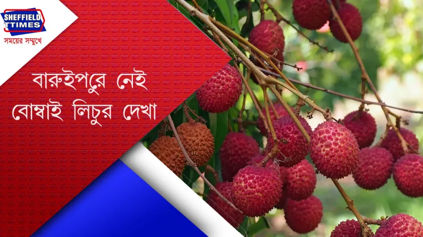 Baruipur : বারুইপুরে লিচুর রাজত্বে খালি মুকুট