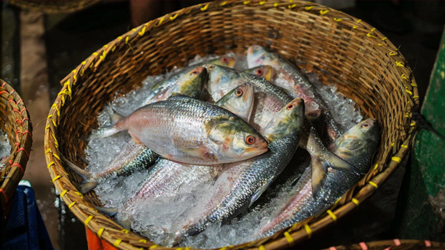 India Bangladesh Relation: নববর্ষে বাংলায় প্রচুর বাংলাদেশী ইলিশ আসার সম্ভাবনা