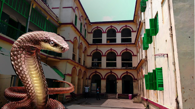 Mitra Institution Snake Bite: ভবানীপুরের নামী স্কুলে ছাত্রকে সাপের কামড়! ভর্তি হাসপাতালে