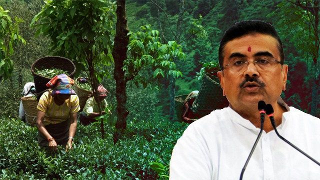 Suvendu Adhikari: চা শ্রমিকদের মধ্যে খুশির হাওয়া! ২০% বোনাস ঘোষণা মুখ্যমন্ত্রীর